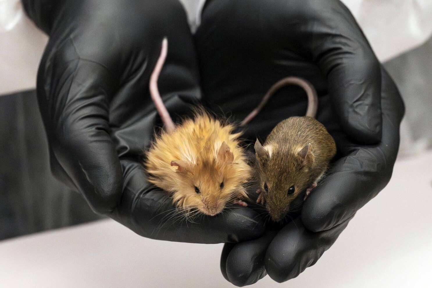 Wooly Mice.jpeg